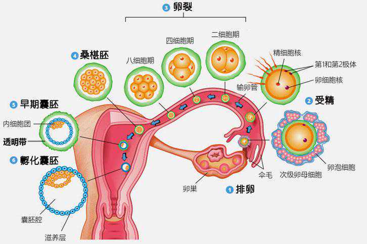 成都代妈代孕,漯河三代试管成都